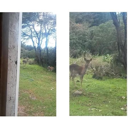 La Baia Villa Porto Conte Dış mekan fotoğraf