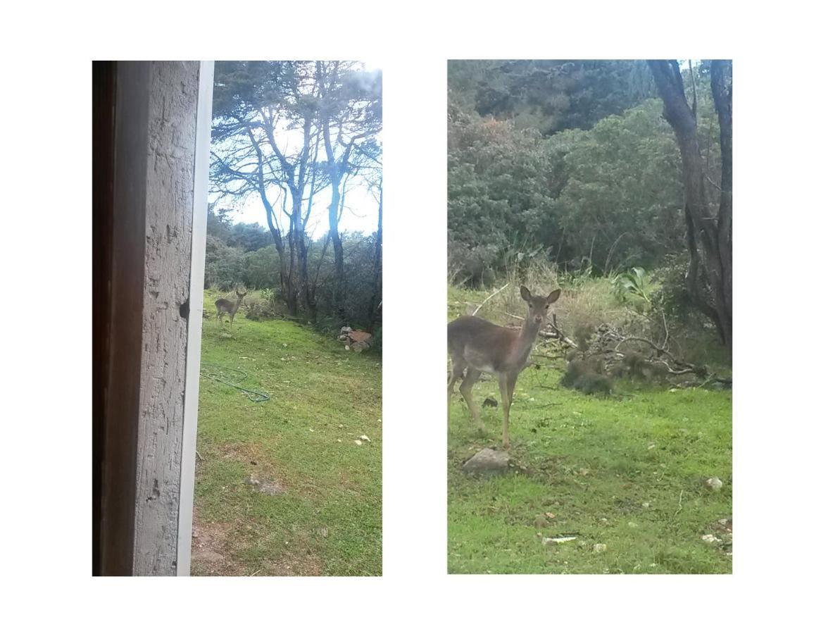 La Baia Villa Porto Conte Dış mekan fotoğraf